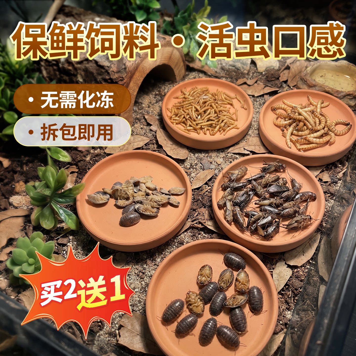 鬃狮蜥蜴杜比亚保鲜虫蟋蟀樱桃蟑螂爬宠昆树蛙娃守宫冻干昆虫饲料