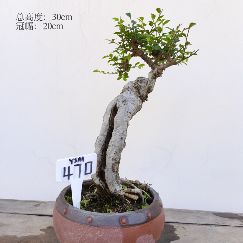 新品精品小叶榔i榆盆景榆树盆景熟桩老桩提根抱石榆树附石植物小