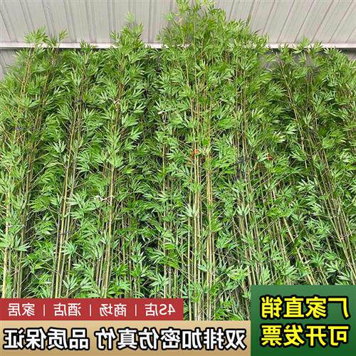 仿真竹子室内装饰隔断屏风塑料假竹子酒店室外造景挡墙仿真植物