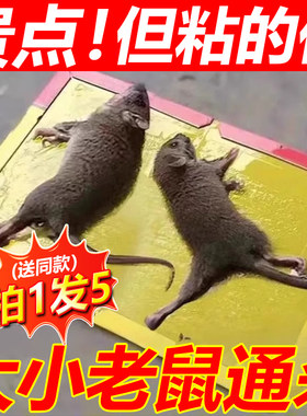 老鼠贴超强力灭鼠粘鼠板抓大老鼠神器捕鼠夹药胶一窝家用端超粘贴