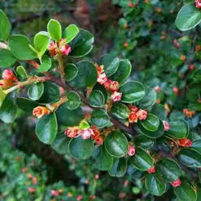 平枝荀子 铺地蜈蚣 小叶栒子平枝旬子苗盆景匍匐灌木工程绿化苗木