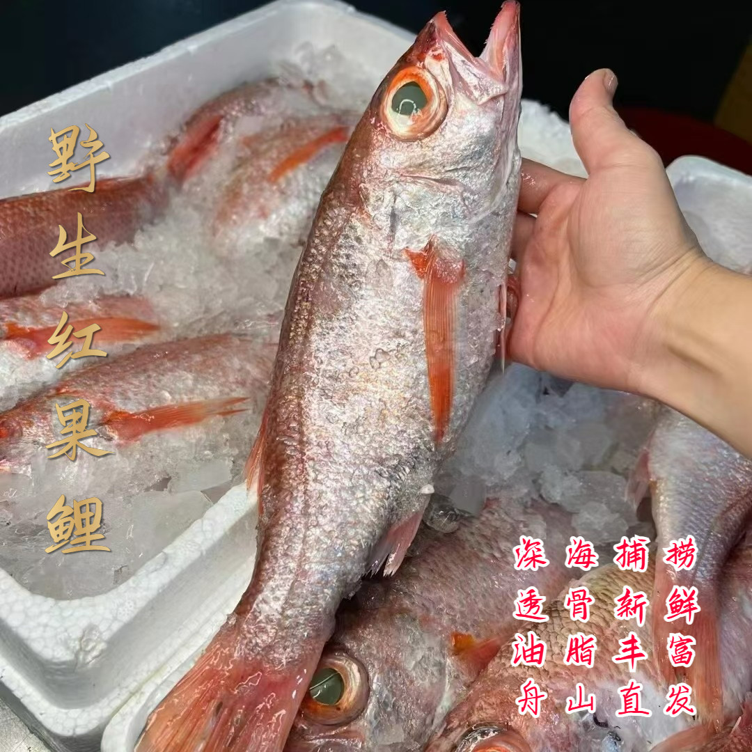 东海新鲜海捕红果鲤 赤鯥鱼 喉黑鱼 生鲜海鲜水产 高档食材 2条