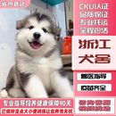 幼犬小狗 纯种阿拉斯加幼犬狗狗雪橇犬灰黑棕红色熊版 浙江犬舍