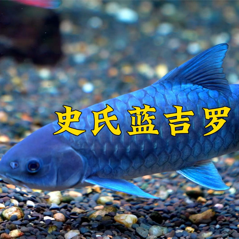 蓝吉罗异口新光唇观赏鱼