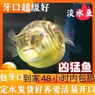 斑马狗头河豚鱼斑狗头鱼苗热带鱼观赏鱼淡水河豚凶猛鱼苗活体 包邮