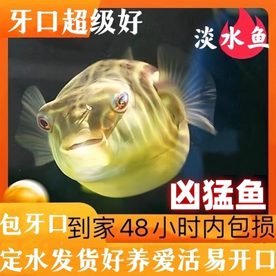 斑马狗头河豚鱼凶猛鱼活体观赏鱼