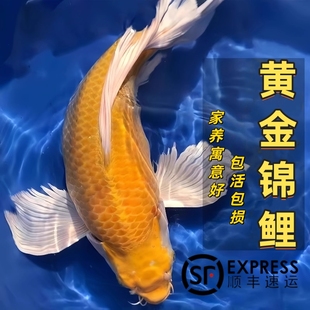 顺丰纯种黄金龙凤锦鲤长尾锦鲤活体观赏鱼淡水锦鲤冷水自来水鱼苗