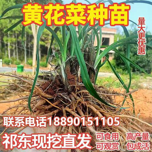 黄花菜种苗食用观赏四季种植黄花菜根苗新鲜耐热耐旱包成活多年生