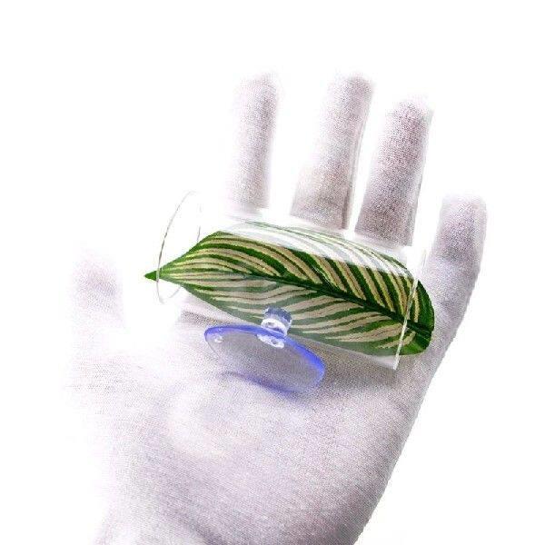Bettas Breeding Natural Habitats Creation Professional - 实物图