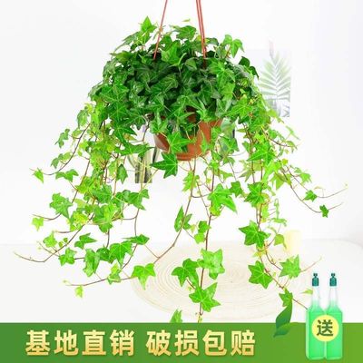 Indoor hanging plant of ivy in Phnom Penh