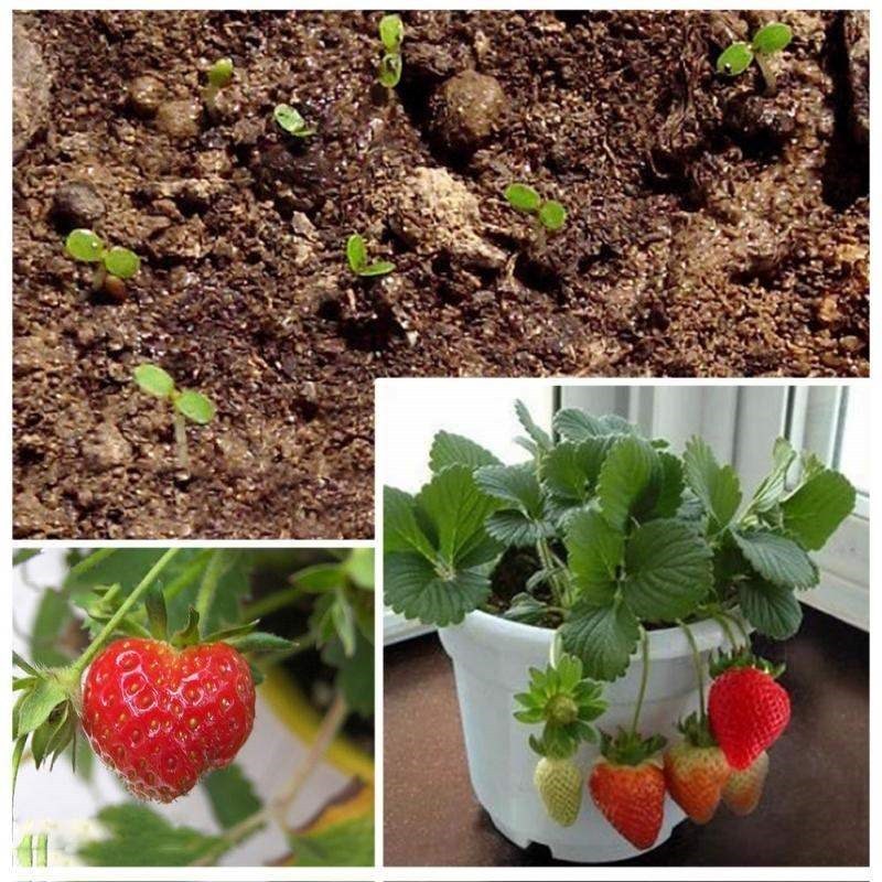 four seasons potted strawberry seeds perennial flower seeds 鲜花速递/花卉仿真/绿植园艺 园艺用品套装 原图主图