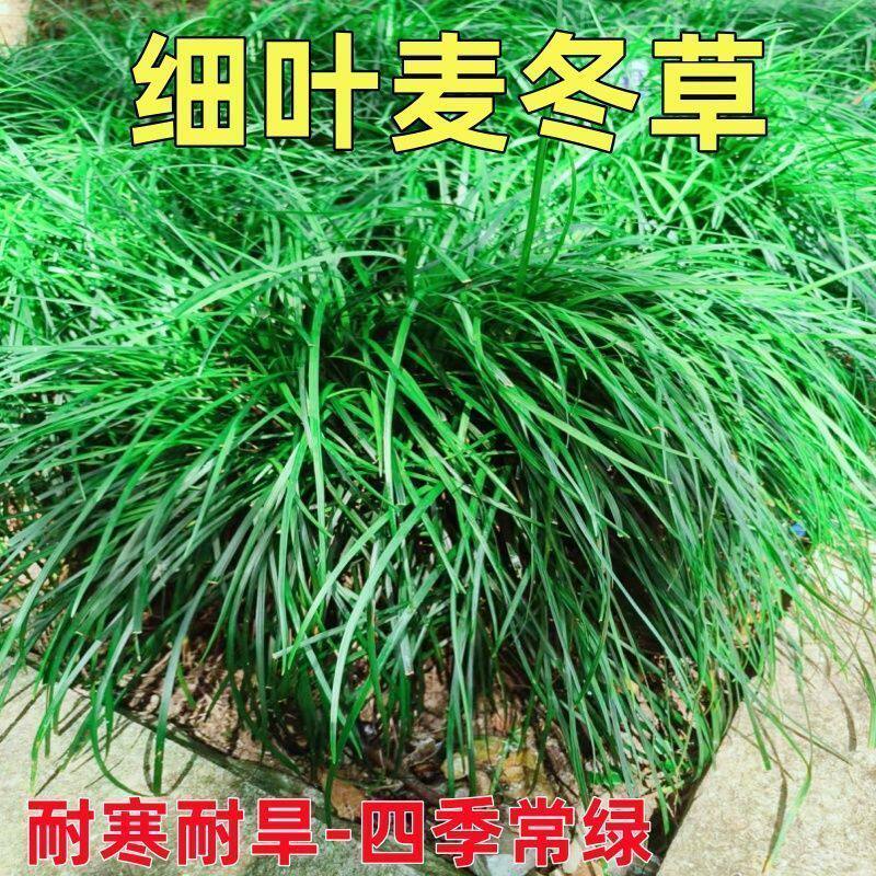麦冬草鱼池庭院绿化微景观四季常绿植物现挖现发江西田间自然生长