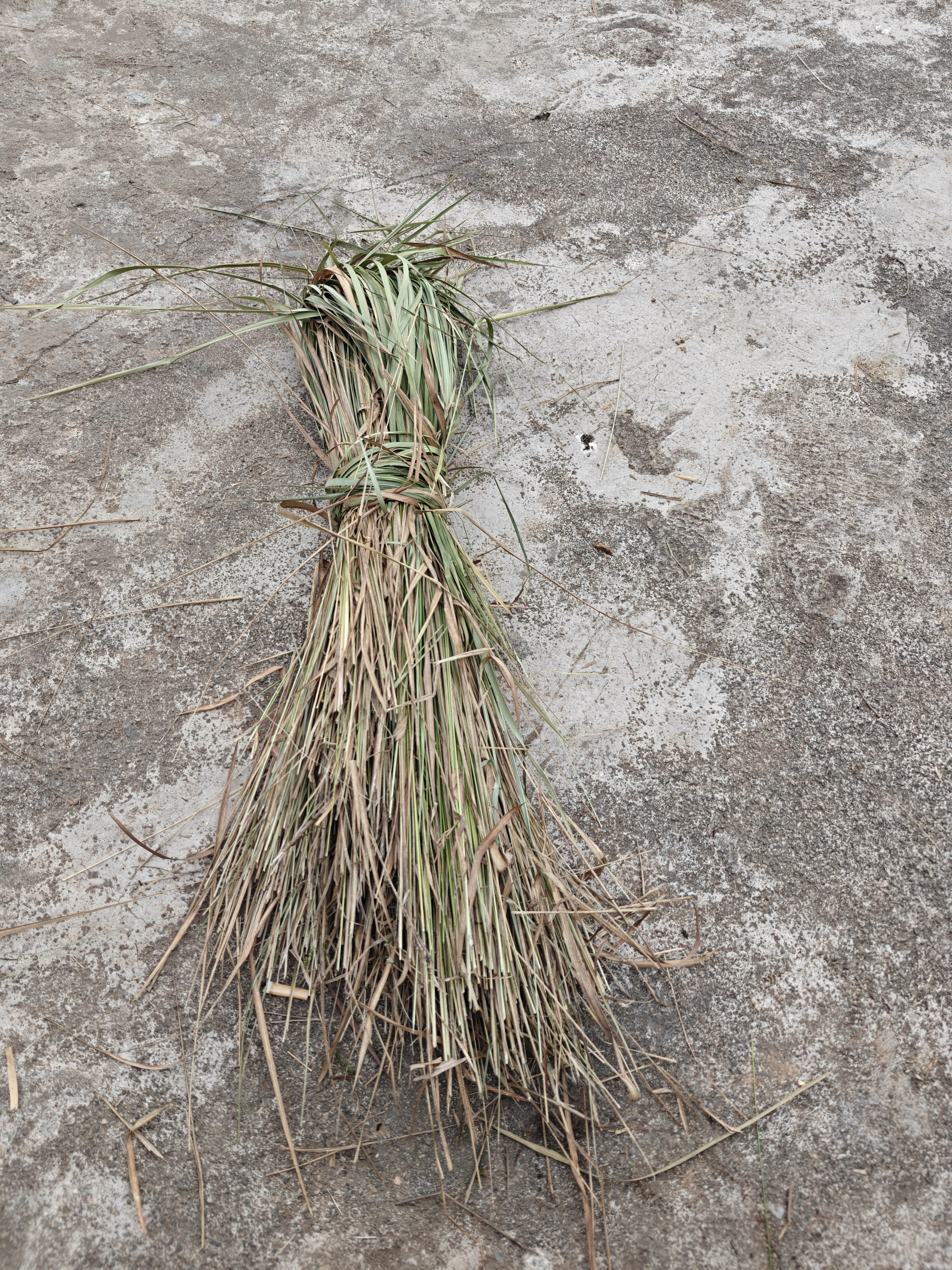 干白茅草叶|天然干草垫料 兔子荷兰猪窝垫 园艺覆盖草
