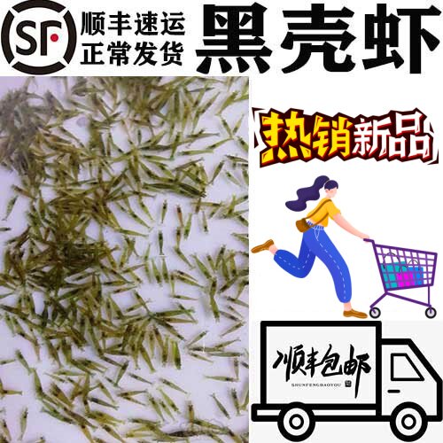 小虾米活虾虾苗鲜活喂乌龟