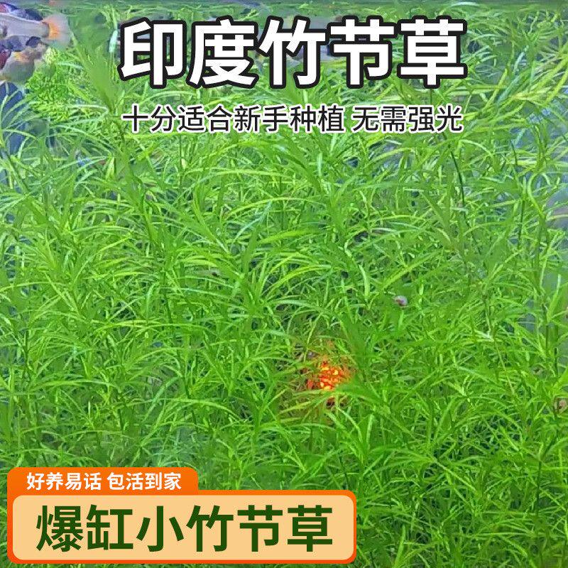 印度蜈蚣竹节草新手懒人观赏耐活