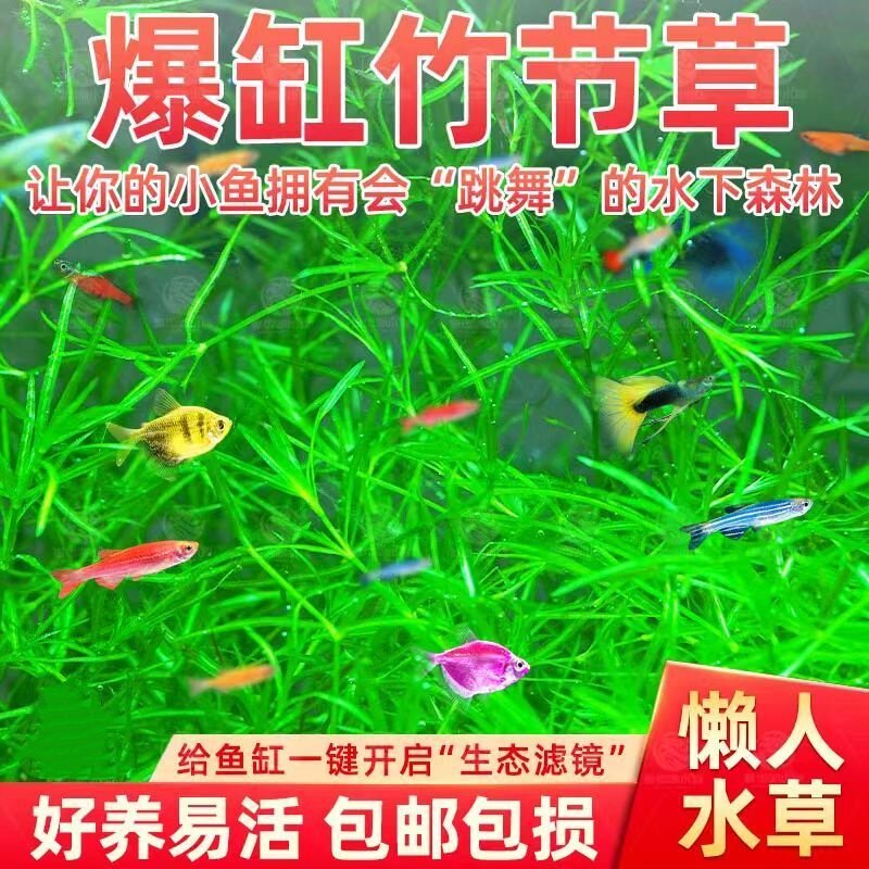 印度蜈蚣竹节草新手懒人观赏耐活
