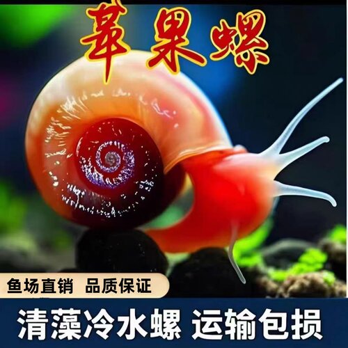 鱼缸清洁苹果螺超大号净化水质