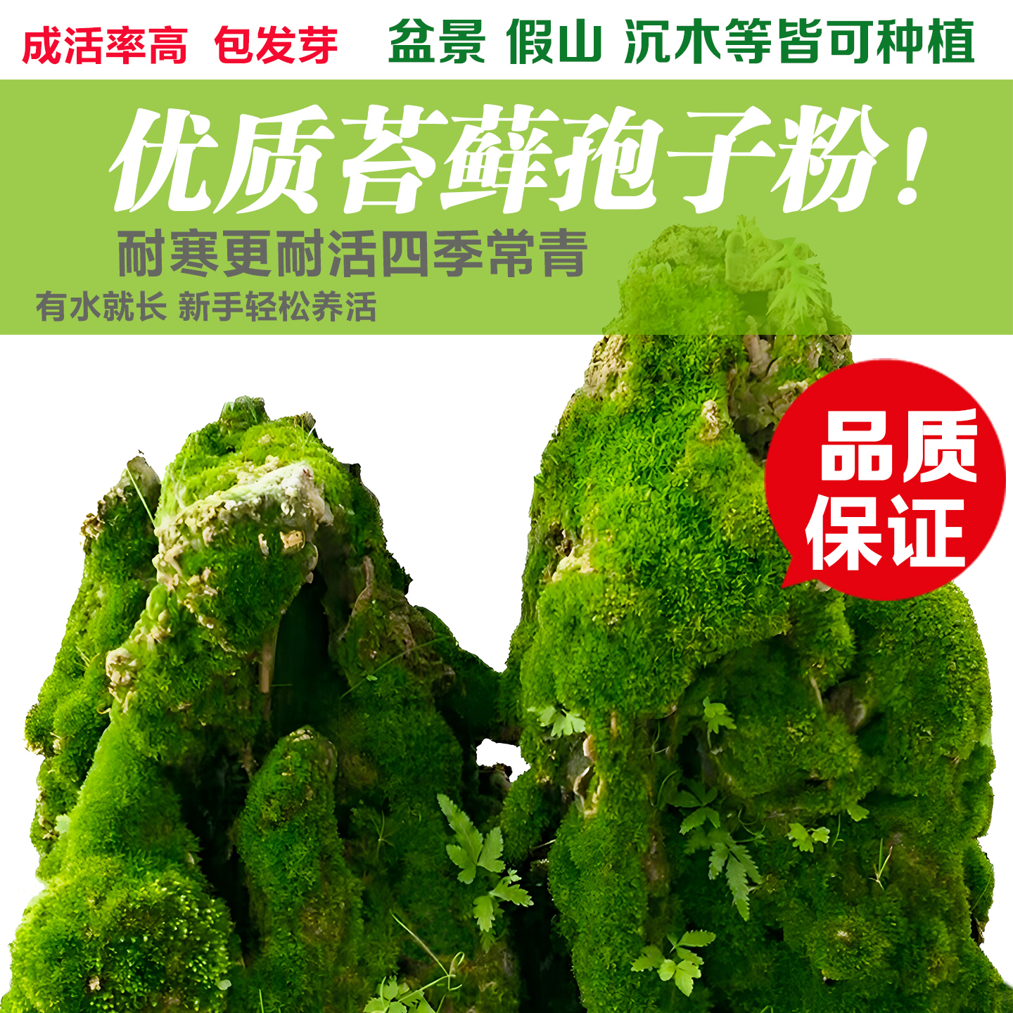 苔藓植物种子吸水石假山上水石盆景草四季鲜活青苔种籽苔藓孢子粉
