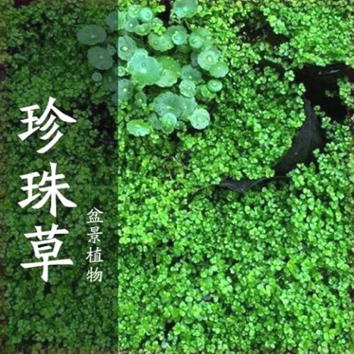 假山植物附石草吸水石上