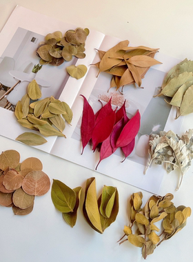 【天然干树叶】多种叶材进扣叶子菩提叶真树叶橱窗装饰标本画diy