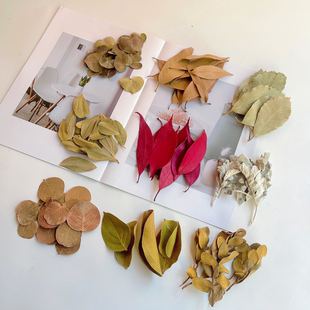 【天然干树叶】多种叶材进扣叶子菩提叶真树叶橱窗装饰标本画diy