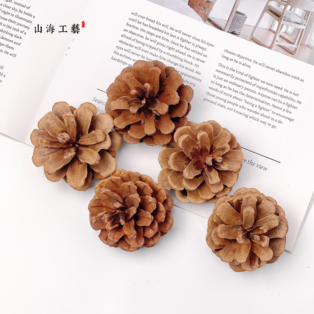 【松果】天然植物果实手工diy幼儿环创教育涂鸦装饰挂饰拍摄道具,家居饰品,干花/花瓣/干花包/干树枝,淘宝优惠券,粉丝福利购,淘宝优惠卷
