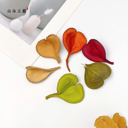 【心形壳】进口天然植物果壳手工diy幼儿环创教育植物墙标本制作