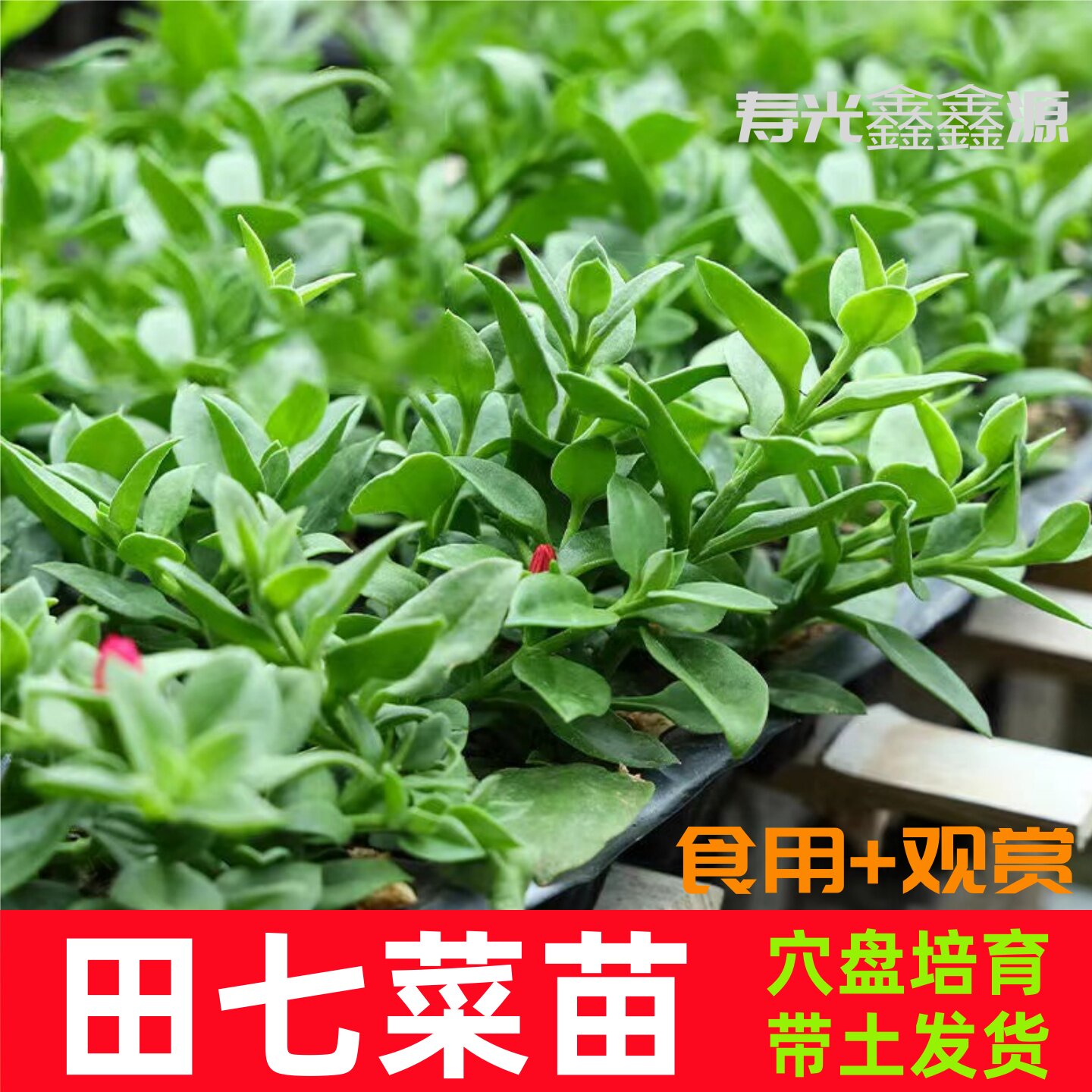 寿光田七菜苗食用观赏穿心莲特色菜牡丹吊兰秧苗穴盘培育带土发货