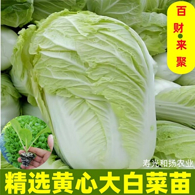 黄心大白菜秧苗高产带土发货