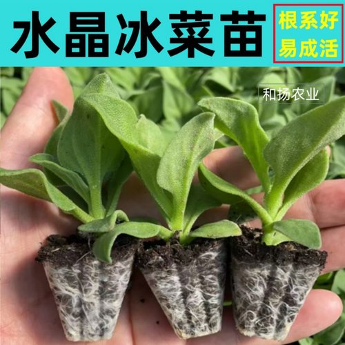 寿光大叶水晶冰菜苗冰草种子籽苗