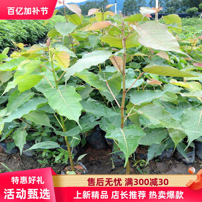 正宗菩提树苗 金刚菩提子榕庭院镇宅名贵盆景星月凤眼佛树 平安树