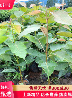 正宗菩提树苗 金刚菩提子榕庭院镇宅名贵盆景星月凤眼佛树 平安树