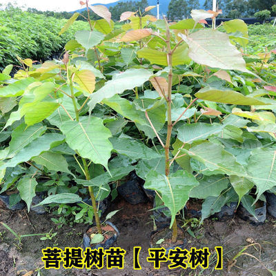 正宗菩提树苗 金刚菩提子榕庭院镇宅名贵盆景星月凤眼佛树 平安树