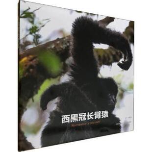 正版包邮 西黑冠长臂猿 润宁，山岚著 9787548927839 云南美术出版社