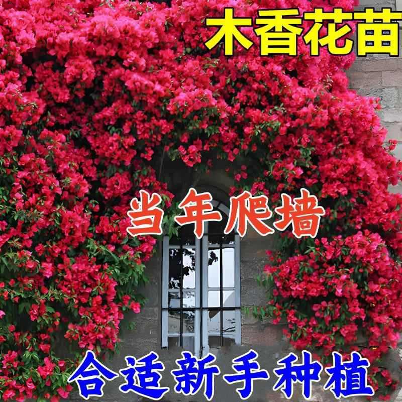 【下单立减50】红木香树苗四季开花爬藤禄植物黄木香花大苗庭院ZP