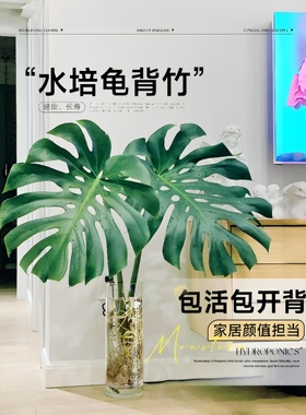 老桩龟背竹水培网红土水培北欧除甲醛室内客厅绿植净化空气