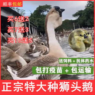 小鹅苗正宗狮头鹅活苗汕头特大型狮子头鹅特大种灰狮头鹅幼苗活体