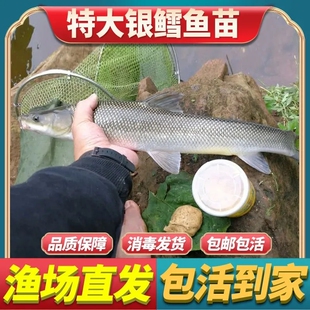 重庆银鳕鱼苗红眼鳕鱼苗淡水养殖食用大鳞鲃鱼苗鳕大鱼苗养殖观赏