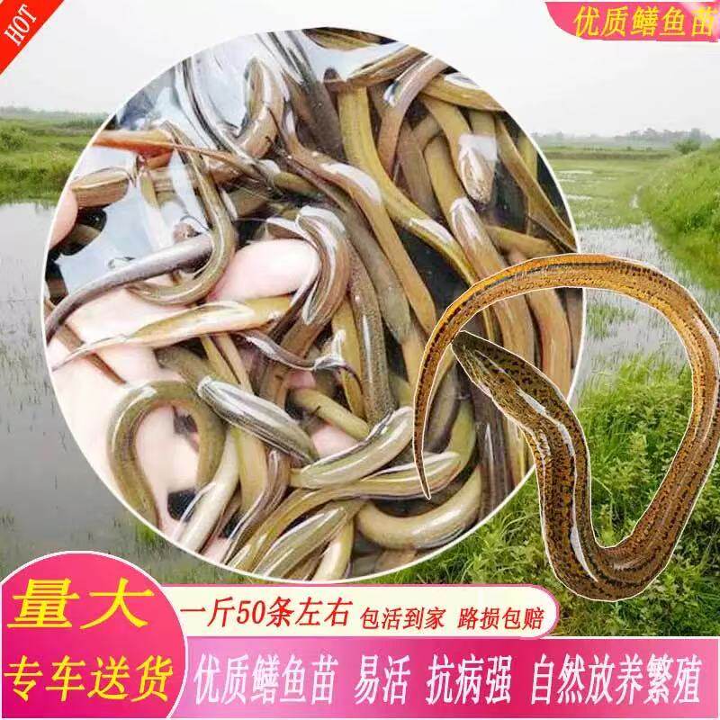 重庆黄鳝鱼苗高优质稻田鳝鱼苗小黄鳝苗活体鱼苗产地直销长鱼苗大