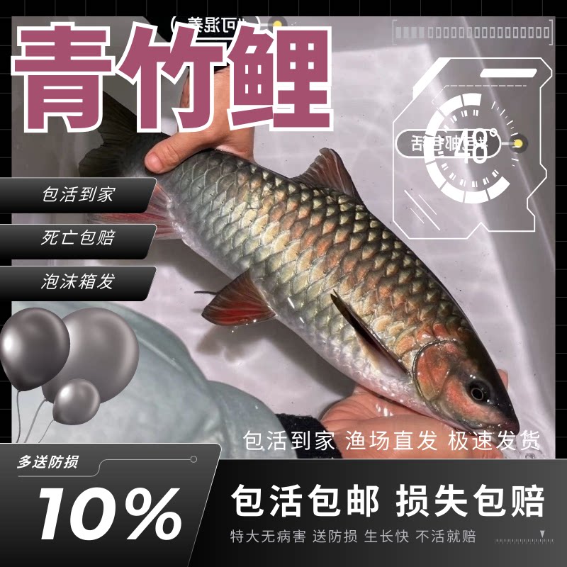 江苏青竹鲤鱼苗青竹凤仙子倒刺鲃苗红脸吉罗鱼冷水原生观赏风水鱼图片