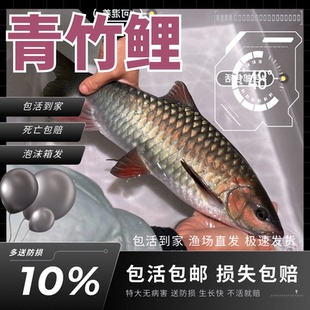 江苏青竹鲤鱼苗青竹凤仙子倒刺鲃苗红脸吉罗鱼冷水原生观赏风水鱼