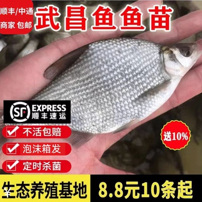 江苏武昌鱼苗包活好养活淡水养殖
