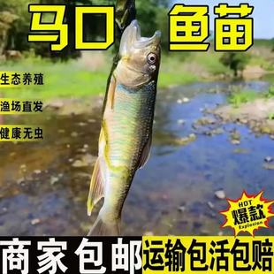 广东原生溪流马口鱼苗溪哥观赏鱼冷水鱼不加温淡水鱼好养鱼溪流鱼