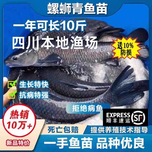 四川螺蛳青鱼苗黑皖鱼一斤大草鱼苗青鱼苗四大家鱼苗养殖本地特大