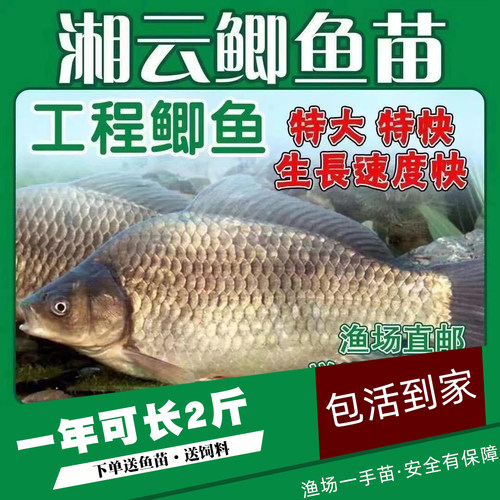 重庆大鲫鱼苗批发顺丰包活泡沫箱