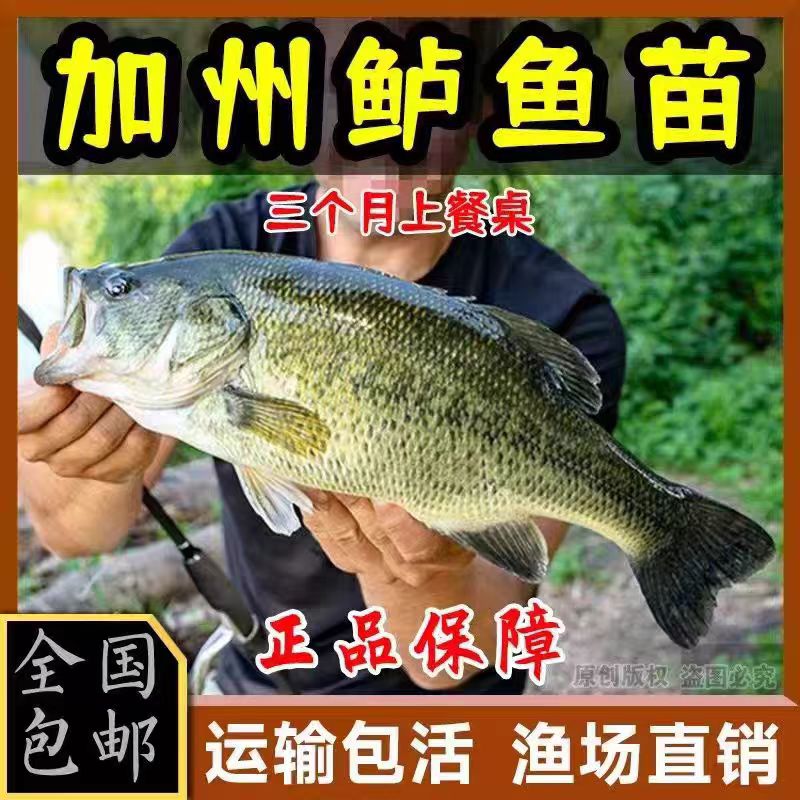 四川鲈鱼苗淡水鱼苗加州鲈鱼苗养殖路亚苗大口黑鲈鱼苗食用卢鱼苗