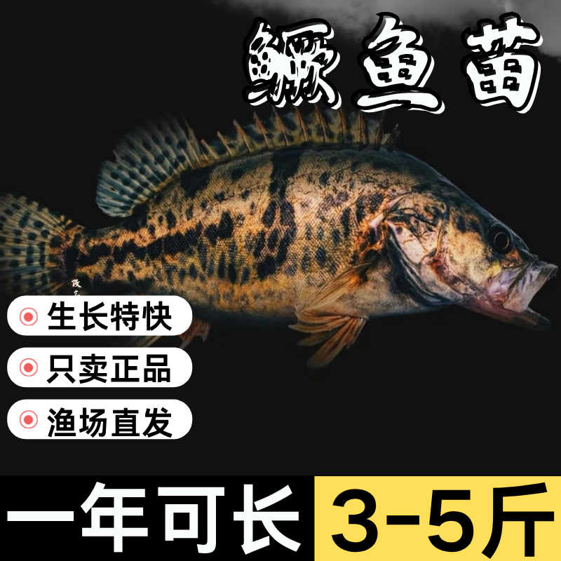 重庆发货假一赔十保真鱼苗批发