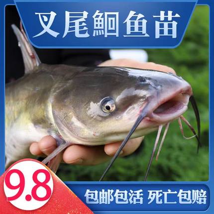 重庆斑点叉尾鮰鱼苗淡水鱼苗食用江团鱼养殖钳鱼江团鱼回鱼活体大