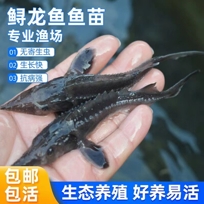 湖北发货特大鲟鱼苗批发保真包活