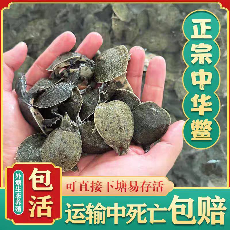 重庆小甲鱼鲜活10斤大苗养殖冷水鱼耐寒鳖团鱼王八乌龟甲鱼苗批发
